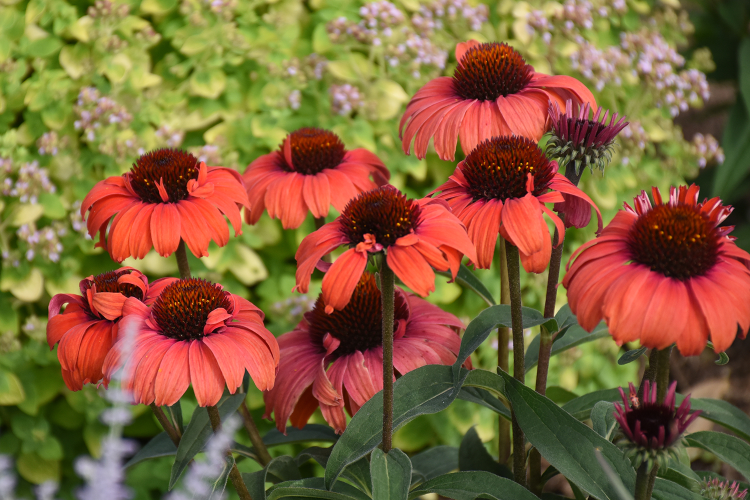Coneflower